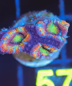 Wysiwyg Acan Coral Frag [F57] *FREE SHIPPING Min $199 Livestock Spend*