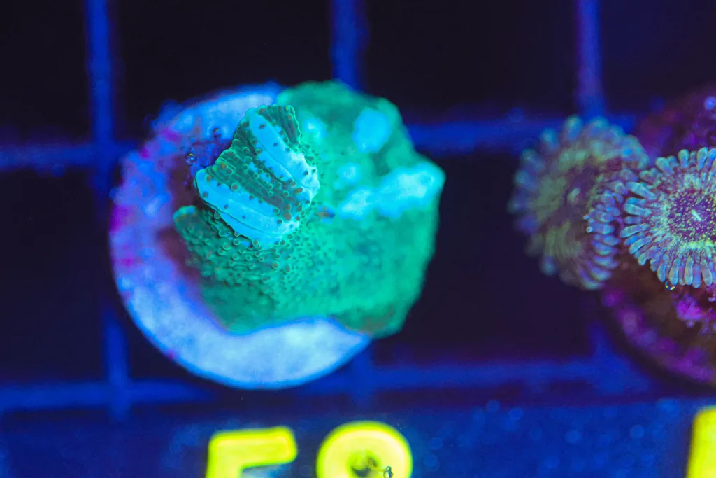 Frag Box Corals