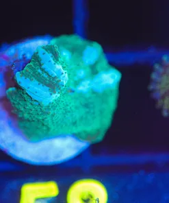 Wysiwyg Small Mushroom Frag [F58]