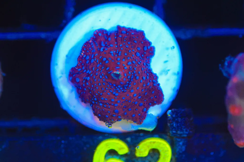 Frag Box Corals