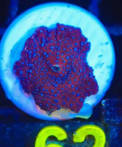 Wysiwyg Superman Mushroom Frag [F62]