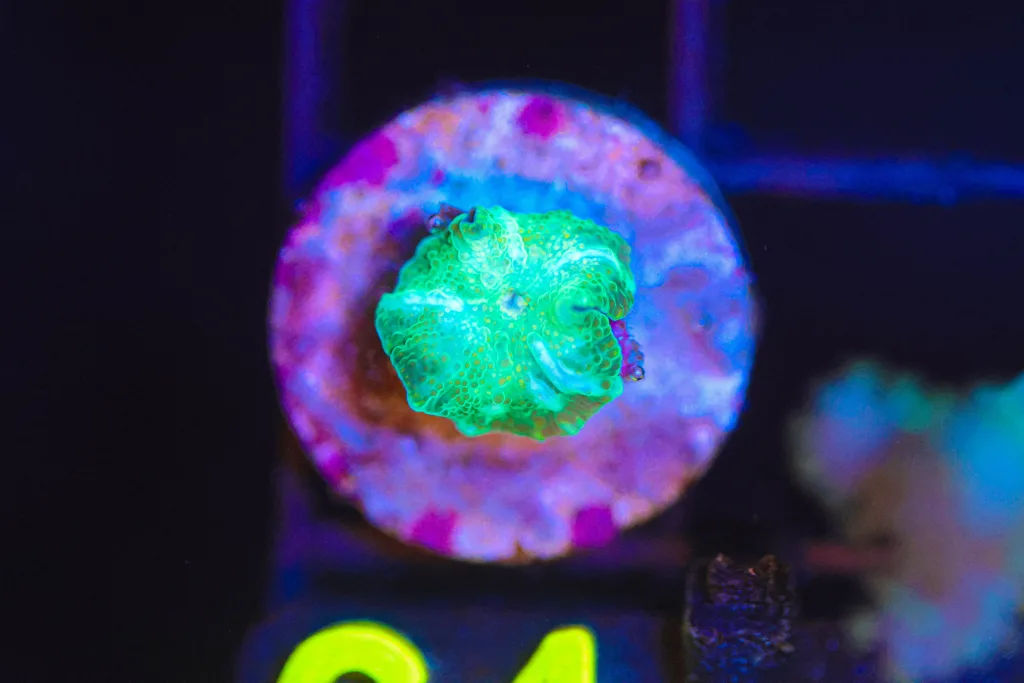 Frag Box Corals