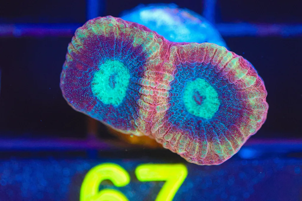 Frag Box Corals