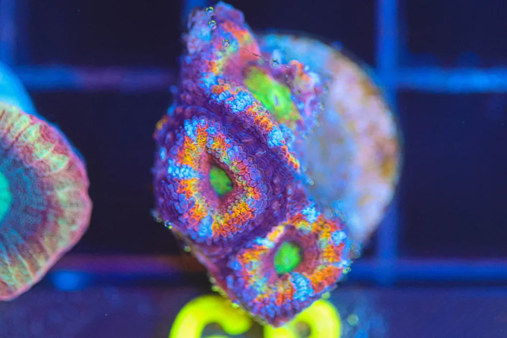 Frag Box Corals