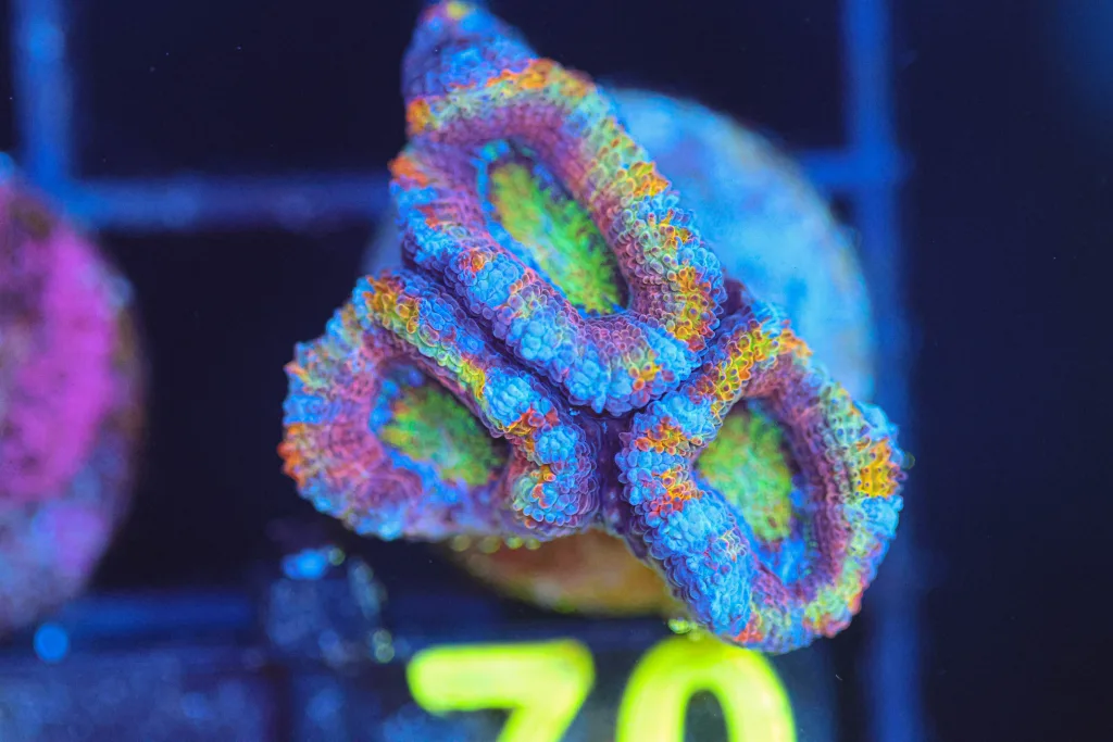 Frag Box Corals