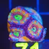 Wysiwyg Small Rainbow Acan Frag [F71] *FREE SHIPPING Min $199 Livestock Spend*