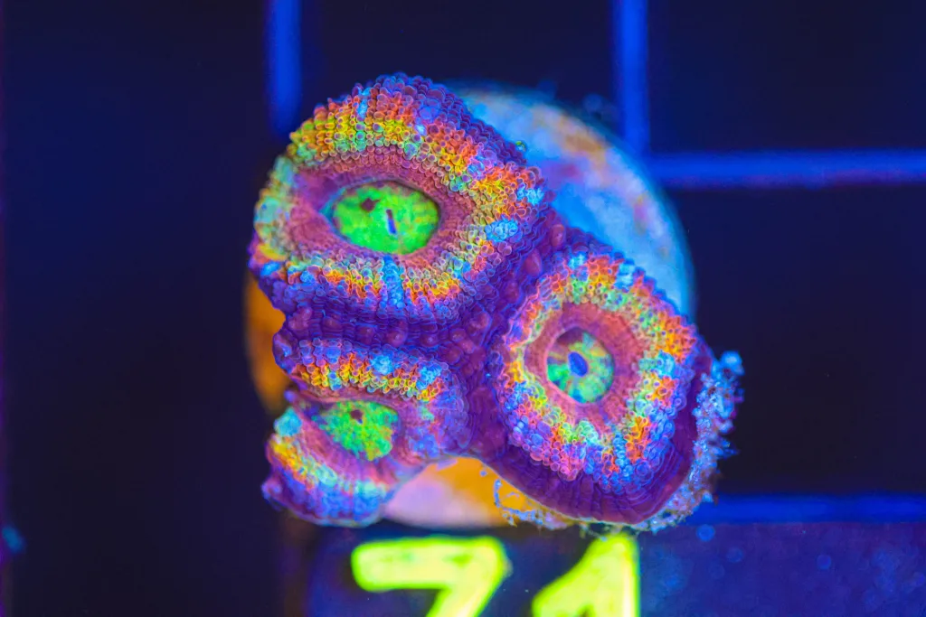 Frag Box Corals