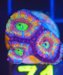 Wysiwyg Small Rainbow Acan Frag [F71] *FREE SHIPPING Min $199 Livestock Spend*