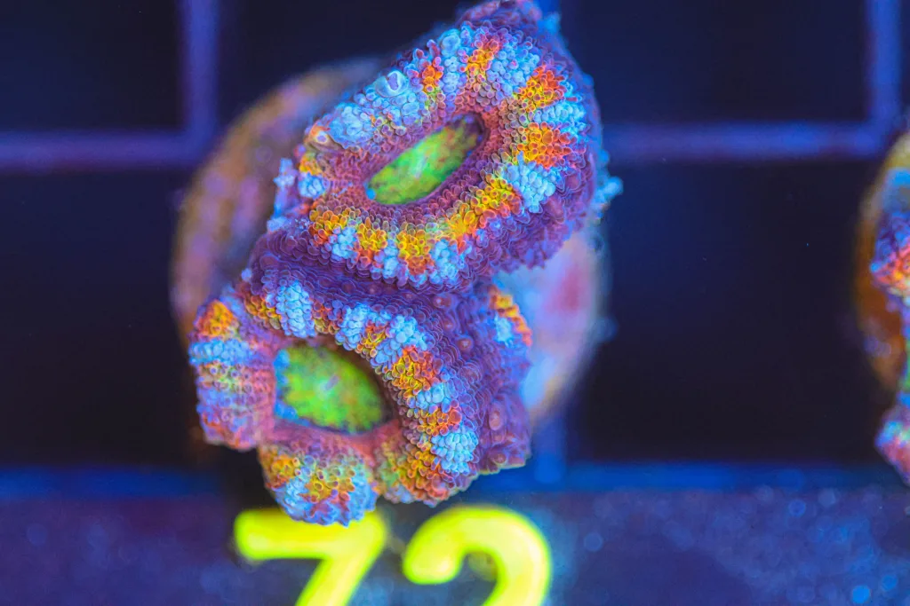 Frag Box Corals