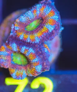 Wysiwyg Small Rainbow Acan Frag [F72]  *FREE SHIPPING Min $199 Livestock Spend*