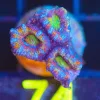 Wysiwyg Small Rainbow Acan Frag [F74] *FREE SHIPPING Min $199 Livestock Spend*