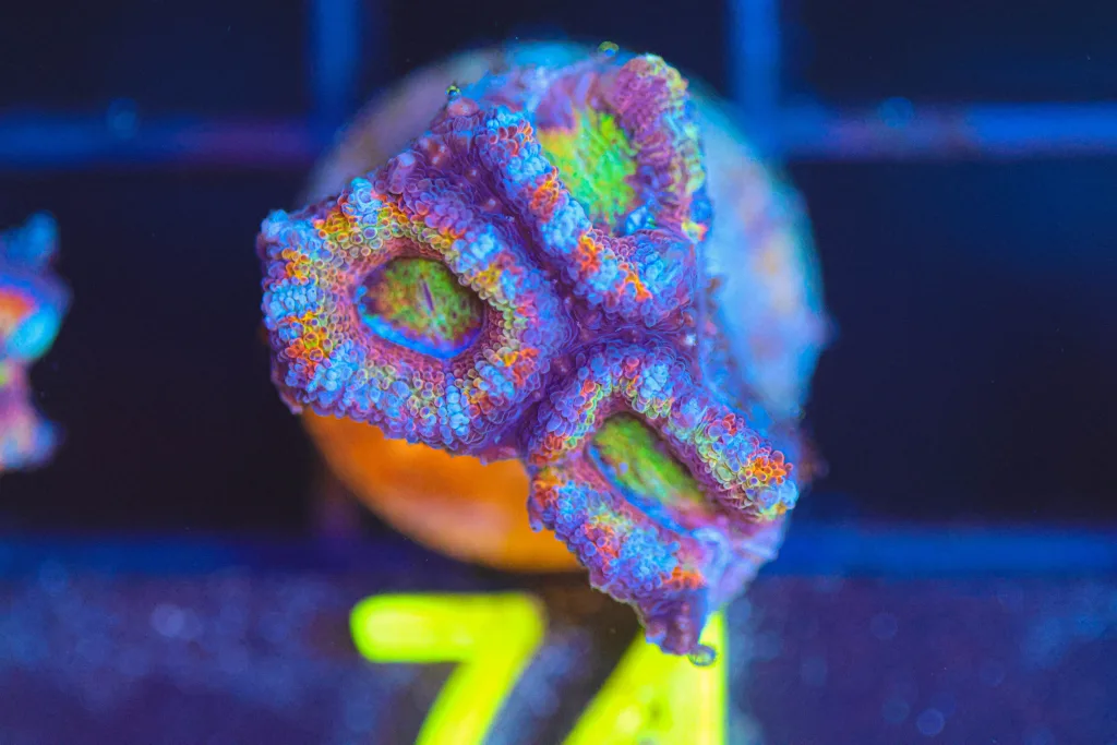 Frag Box Corals