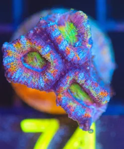 Wysiwyg Small Rainbow Acan Frag [F74] *FREE SHIPPING Min $199 Livestock Spend*