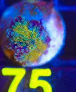 Wysiwyg Yuma Frag [F75]