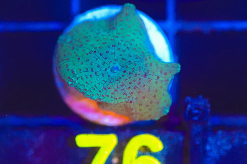 Frag Box Corals