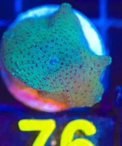 Wysiwyg Mushroom Frag [F76]