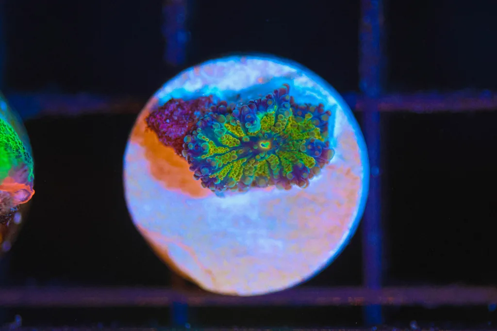 Frag Box Corals
