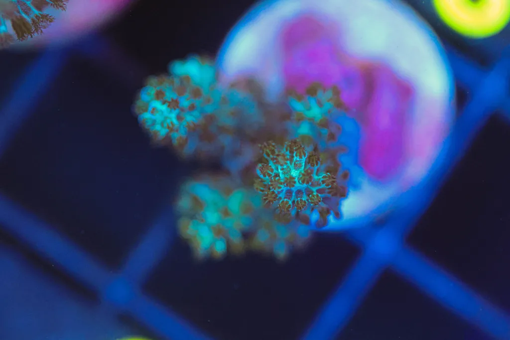 Frag Box Corals