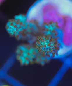 Wysiwyg Leather Coral Frag [F88]