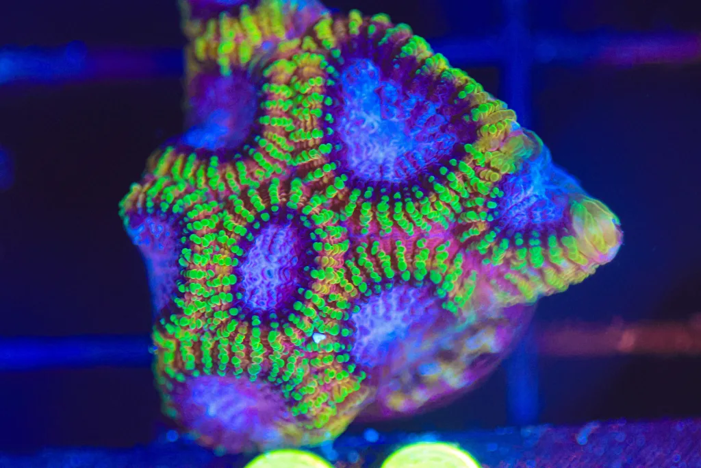 Frag Box Corals