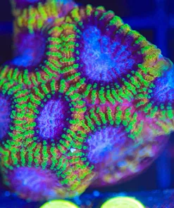 Wysiwyg  Wolverine Favia Frag [F93] *FREE SHIPPING Minimum $199lives stock spend*