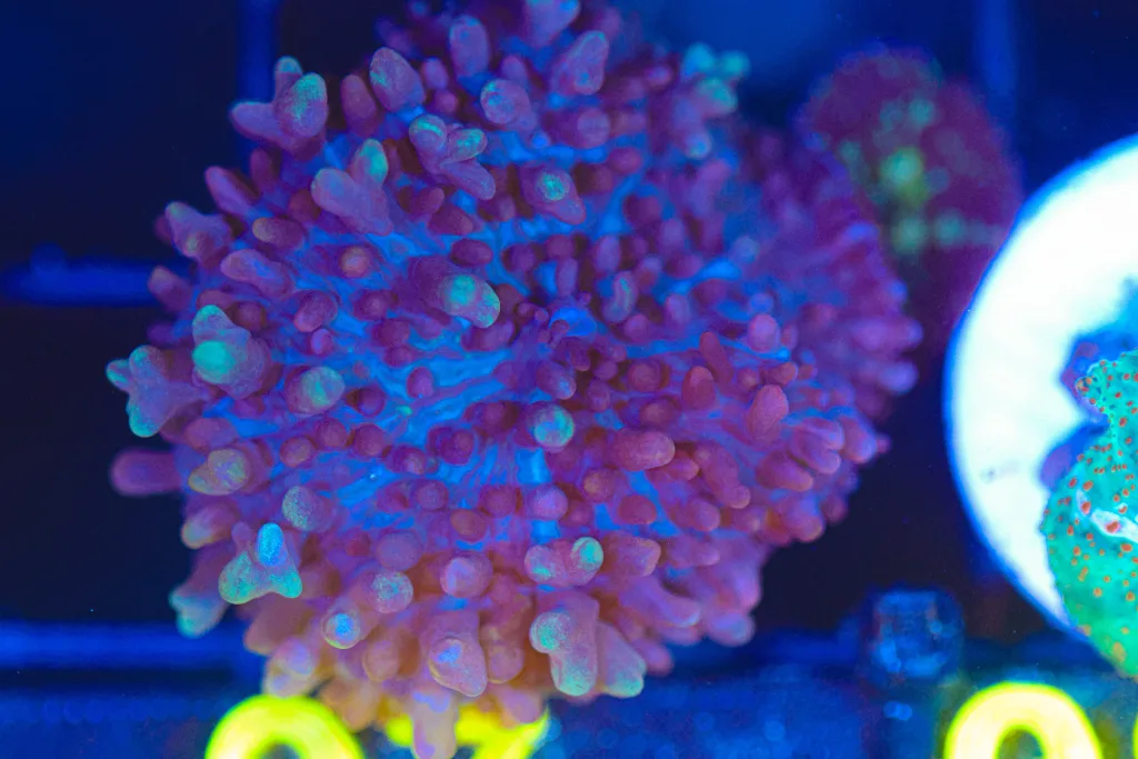 Frag Box Corals