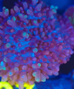 WYSIWYG Mushroom Frag [F97]