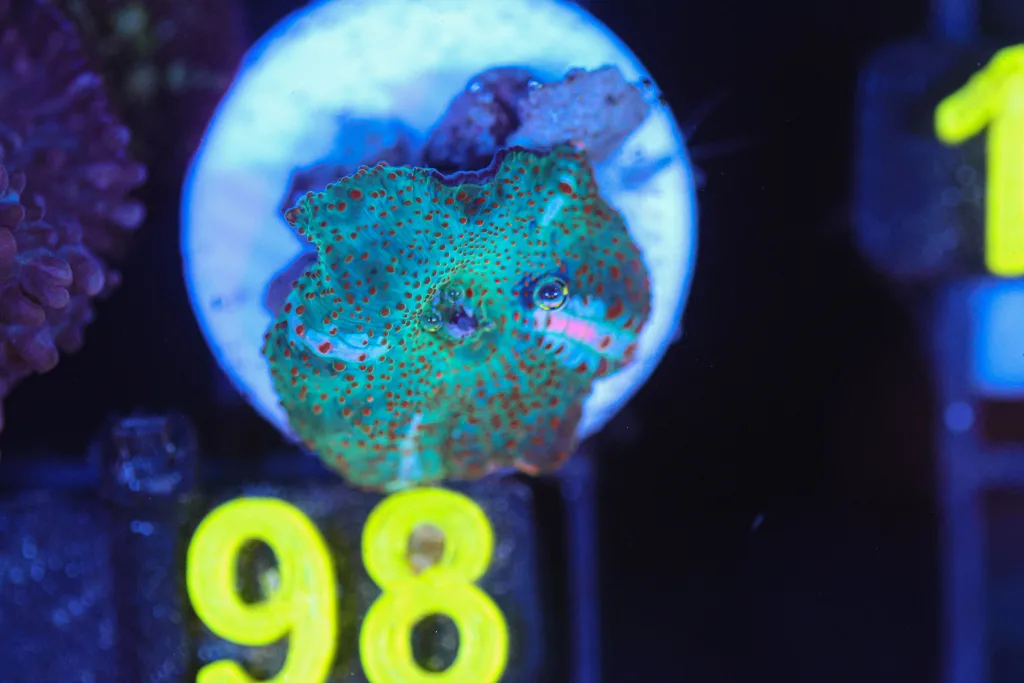Frag Box Corals