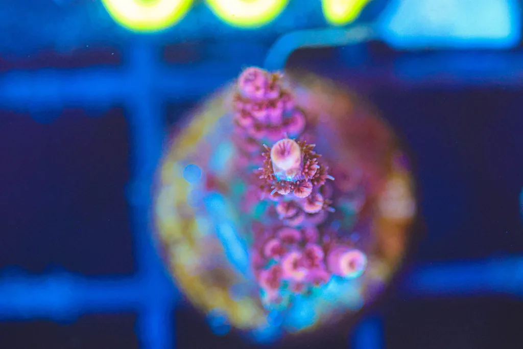 Frag Box Corals