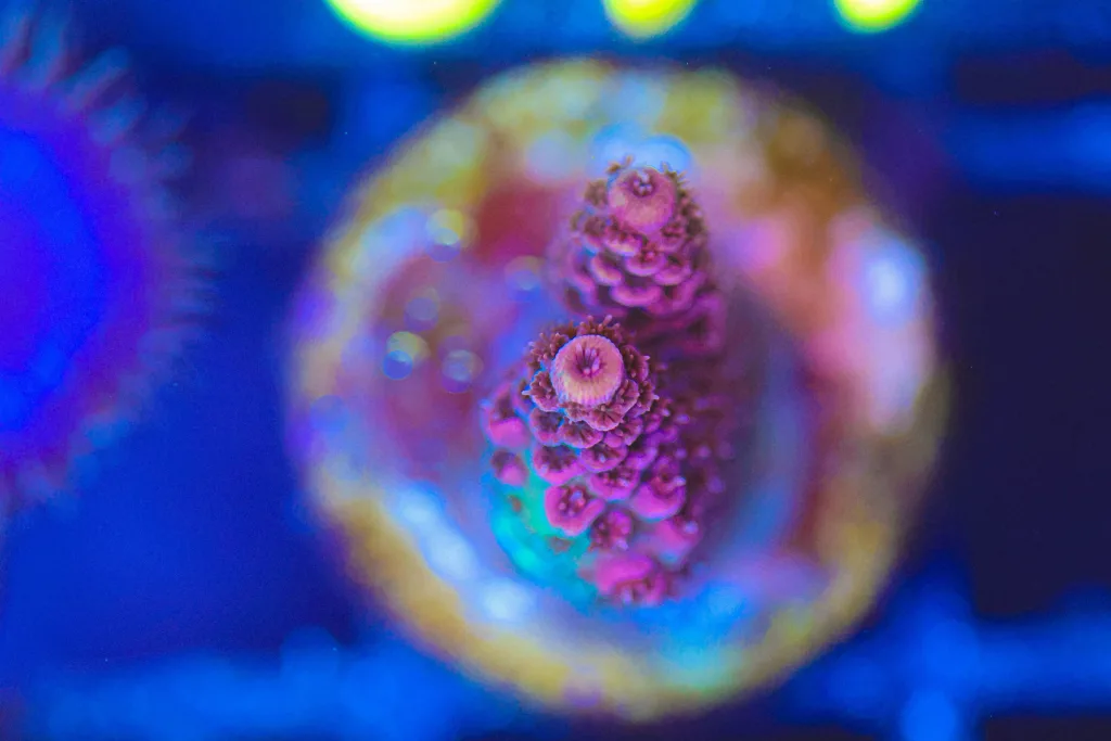 Frag Box Corals