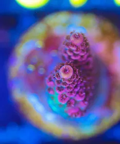 Wysiwyg Small Red Millepora Coral Frag   [F110]