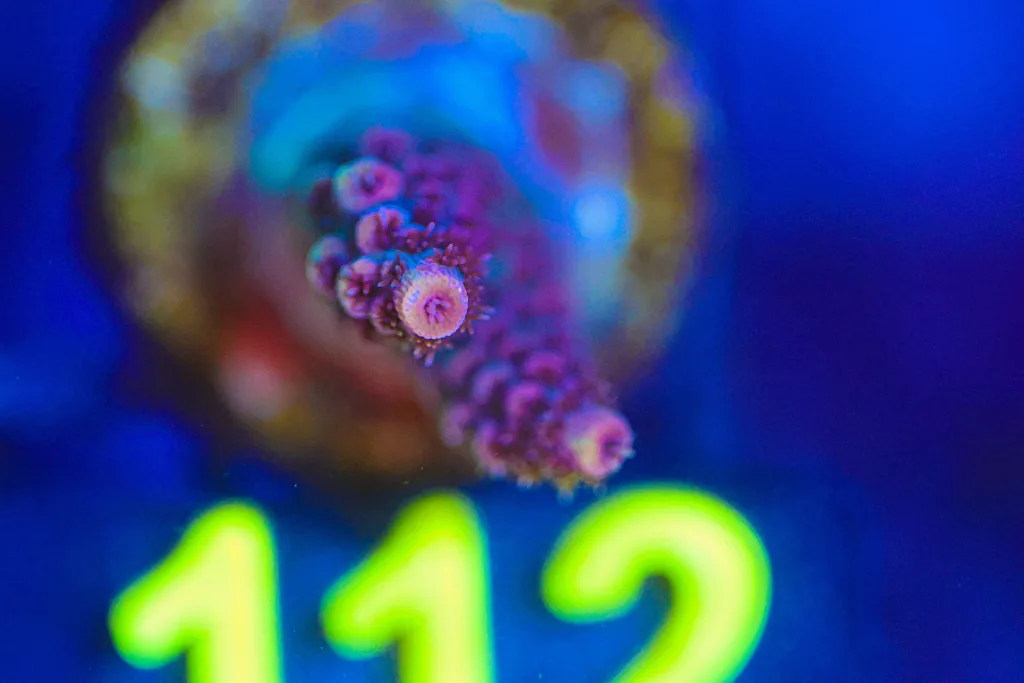 Frag Box Corals