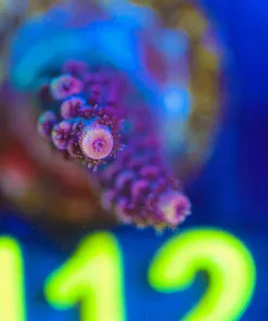 Wysiwyg Small Red Millepora Coral Frag  [F112]