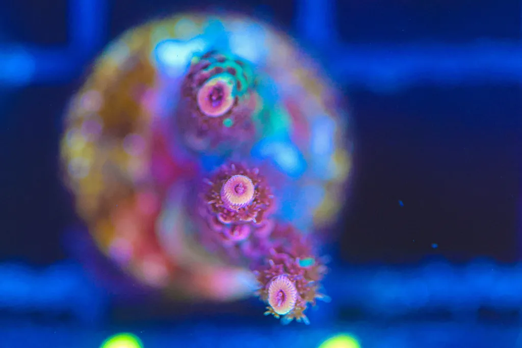 Frag Box Corals