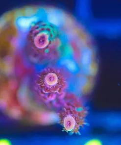 Wysiwyg Small Red Millepora Coral Frag [F114]