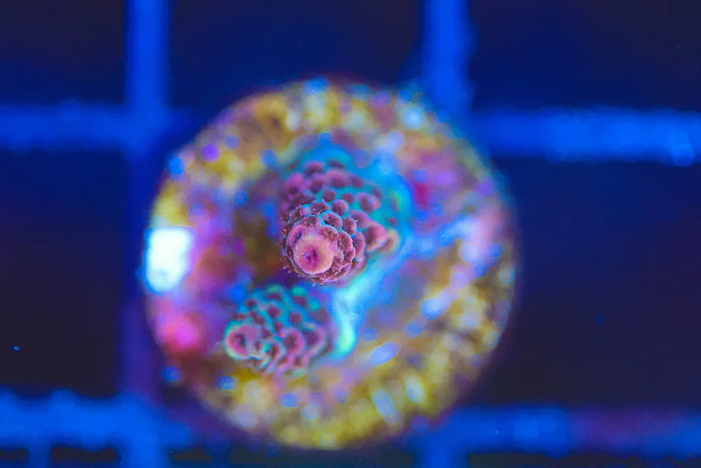 Frag Box Corals