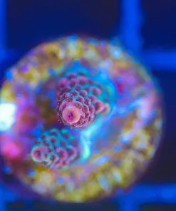 Wysiwyg Small Red Millepora Coral Frag [F115]