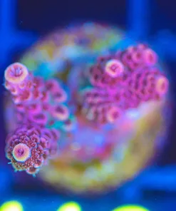 Wysiwyg Small Red Millepora Coral Frag  [F116]