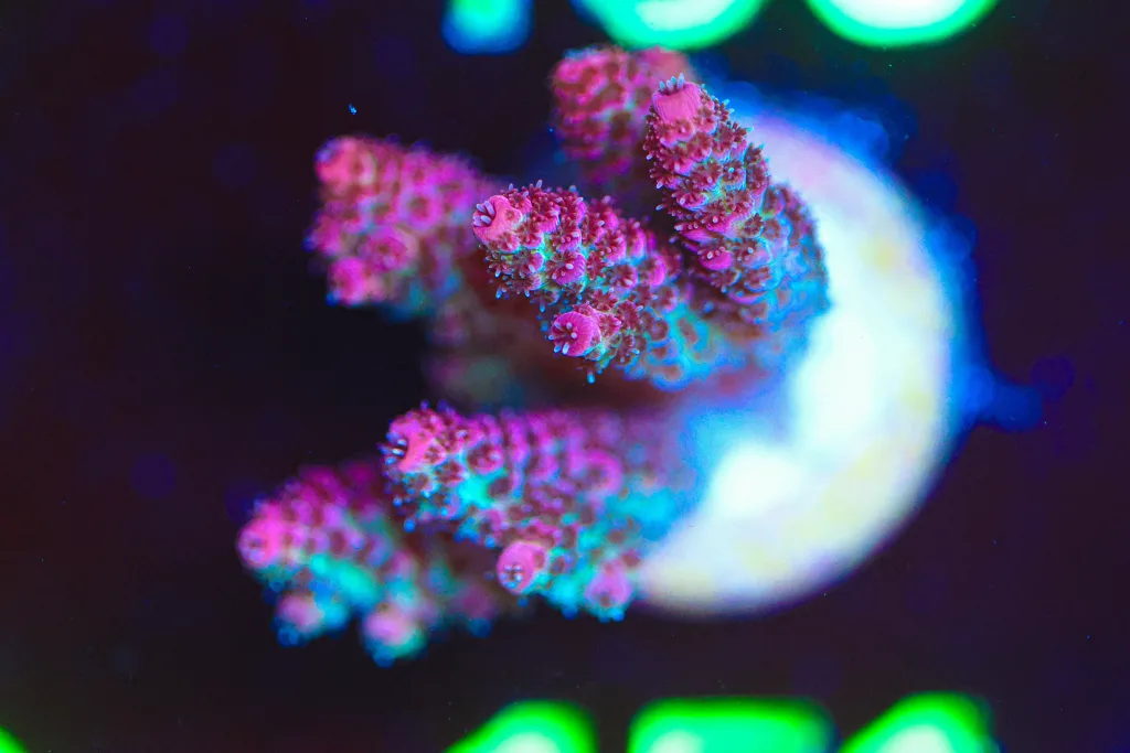 Frag Box Corals