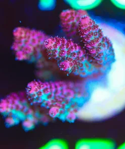 Wysiwyg Watermelon ACropora Frag  [F151]
