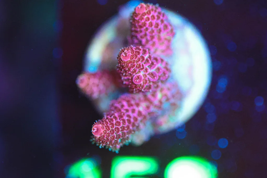 Frag Box Corals