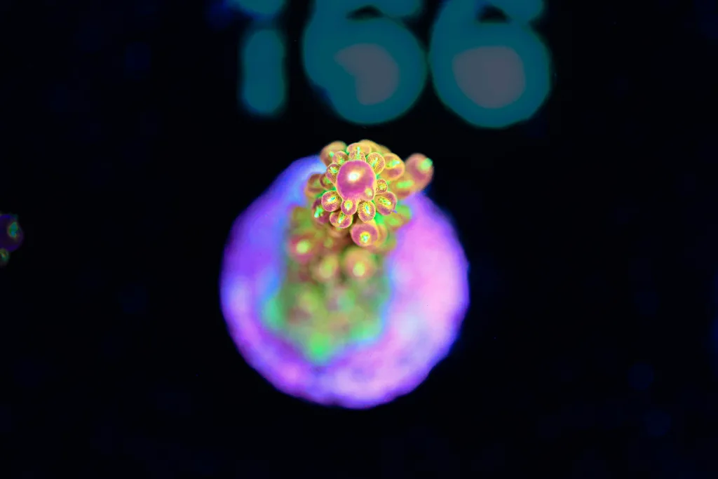 Frag Box Corals