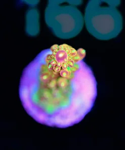 Wysiwyg Lightning Acropora Frag [F161]