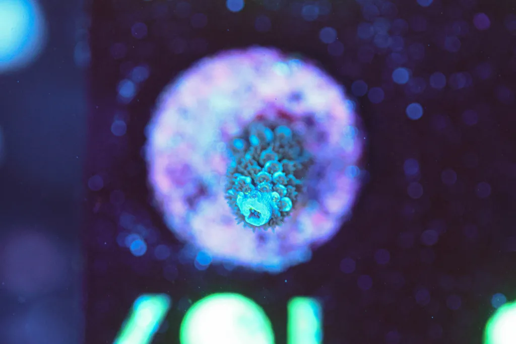 Frag Box Corals