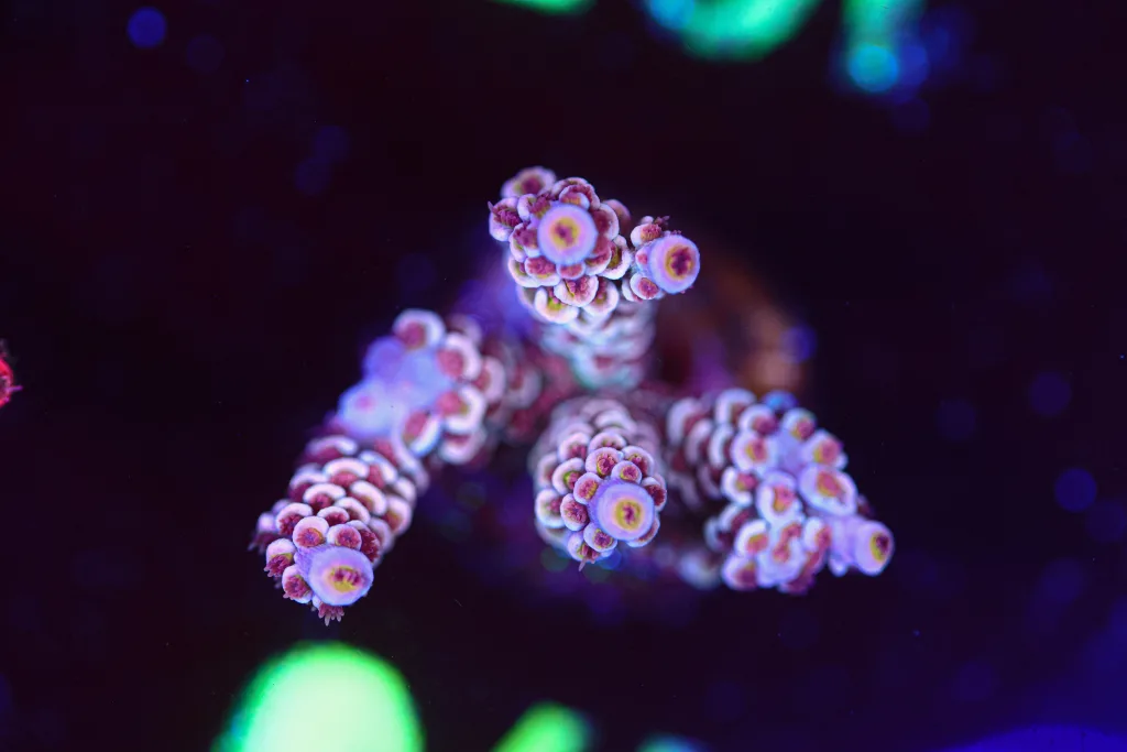 Frag Box Corals
