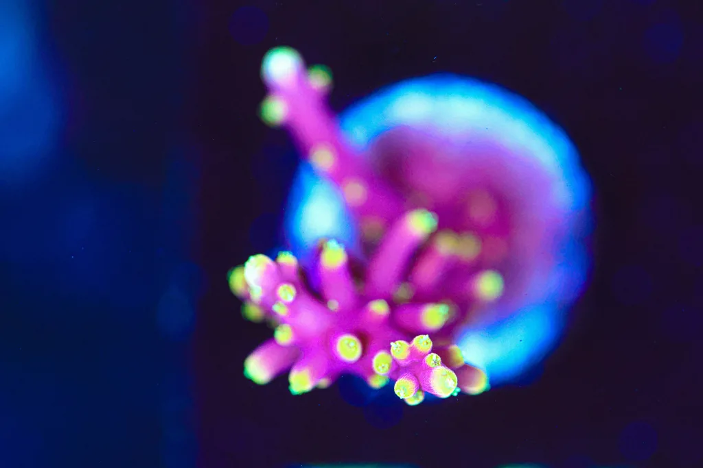 Frag Box Corals