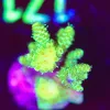 Wysiwyg Acropora Millepora Frag [F171]