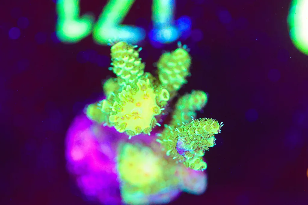 Frag Box Corals
