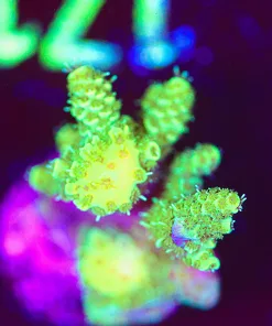 Wysiwyg Acropora Millepora Frag [F171]