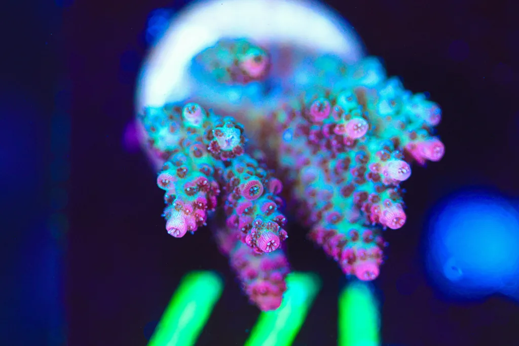 Frag Box Corals